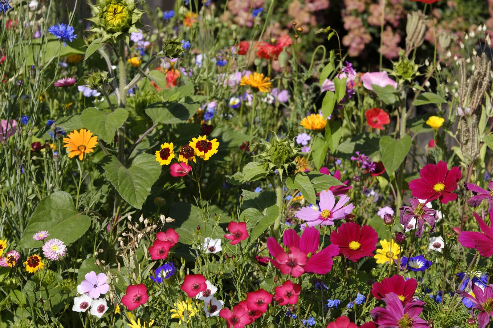 Fujifilm X-T2 + Fujifilm XF 55-200mm F3.5-4.8 R LM OIS sample photo. Flowers, wildflowers, flower meadow photography