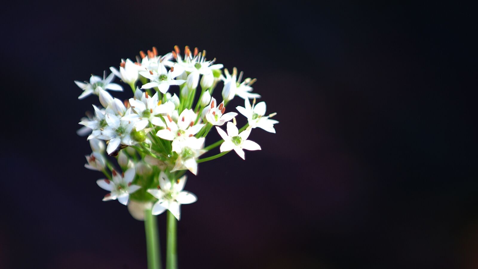 Fujifilm FinePix S3 Pro sample photo. Flowers, white, nature photography