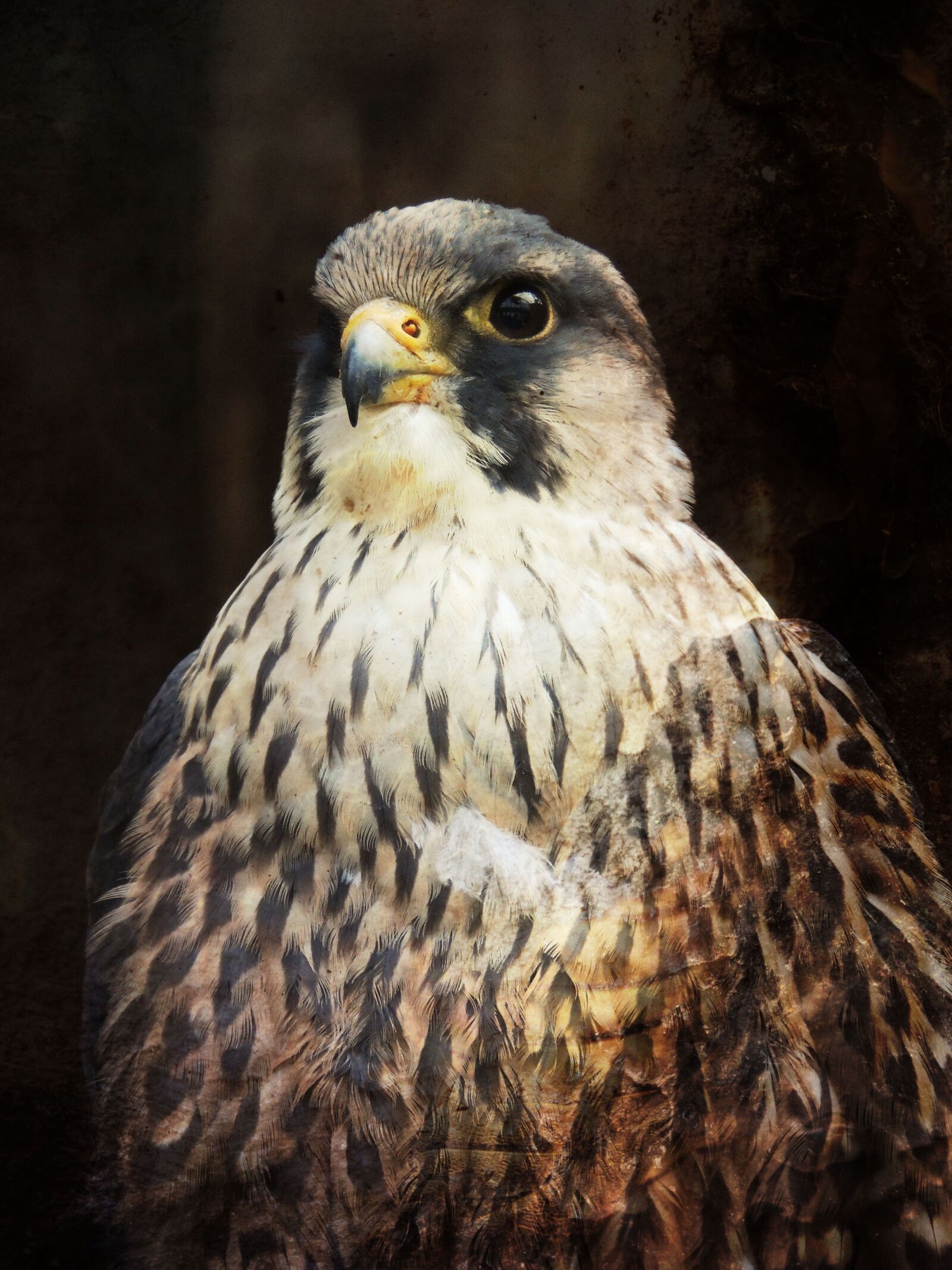 Nikon Coolpix P510 sample photo. Bird of prey, bird photography