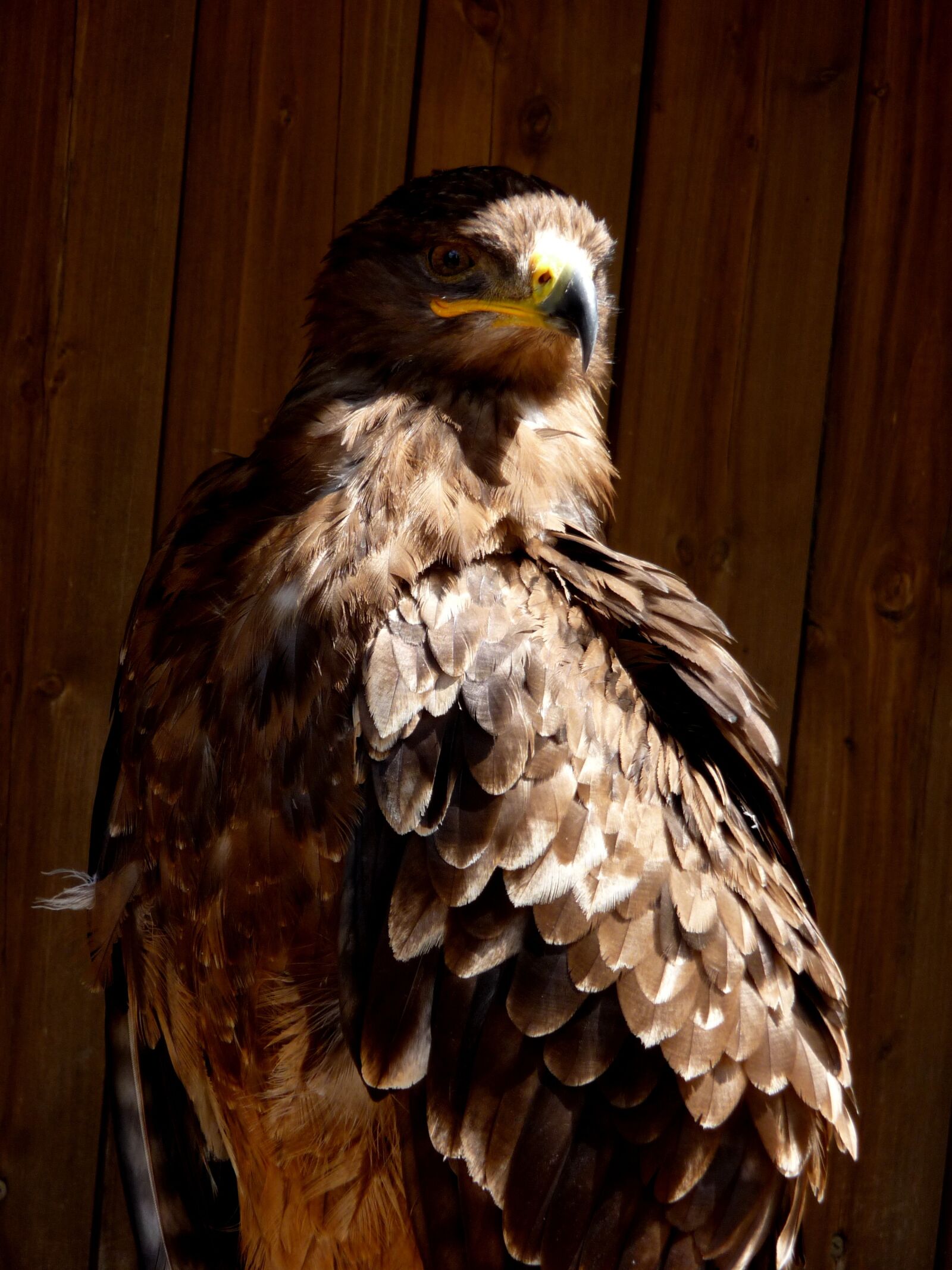 Panasonic Lumix DMC-TZ4 sample photo. Buzzard, bird, predator photography