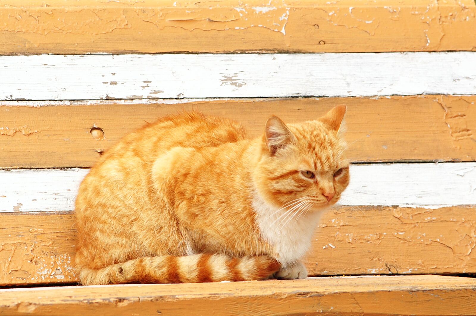 Nikon D3000 sample photo. Cat, bench, sitting photography