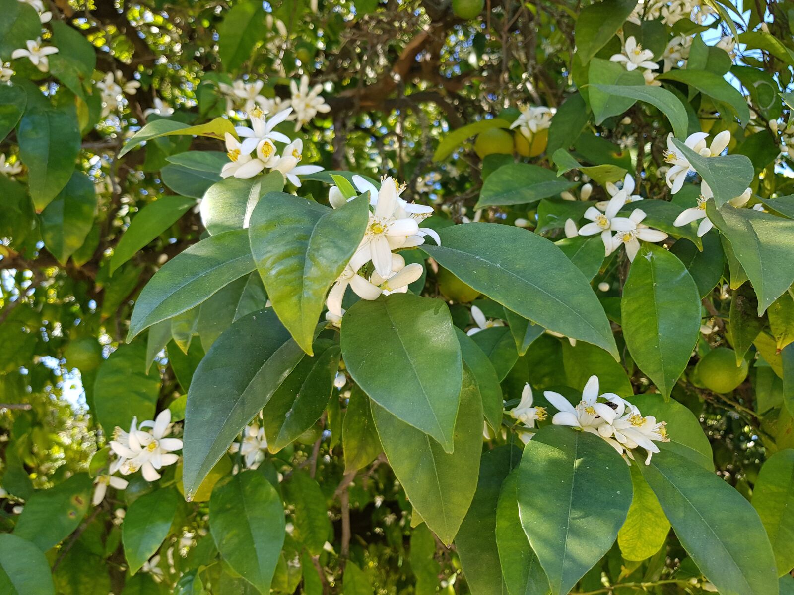 Samsung Galaxy S8 sample photo. Orange blossom, orange blossom photography