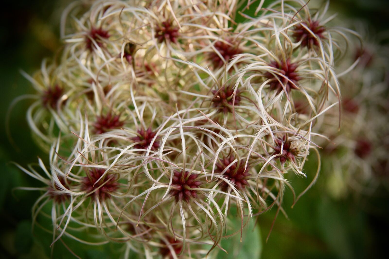 Canon EOS 400D (EOS Digital Rebel XTi / EOS Kiss Digital X) sample photo. Clematis, trockenblume, faded photography