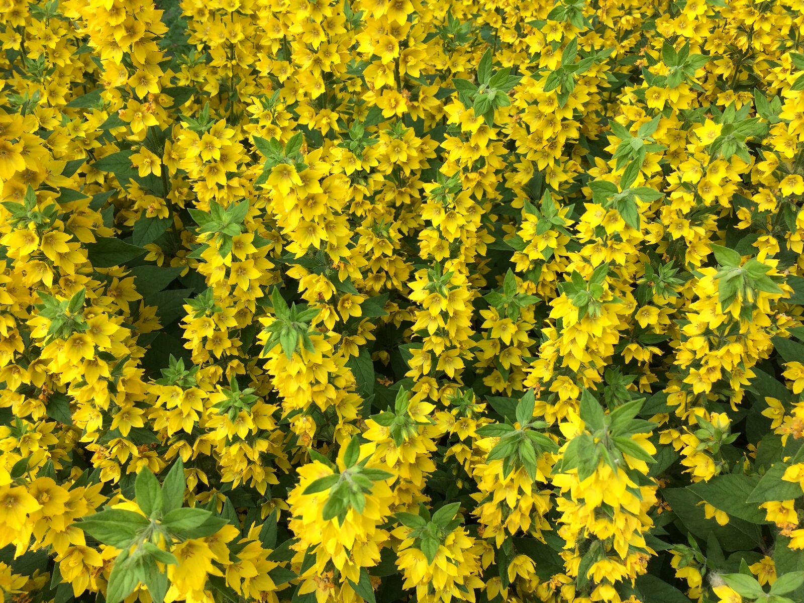 iPhone 5s back camera 4.15mm f/2.2 sample photo. Flowers, yellow, flower bed photography