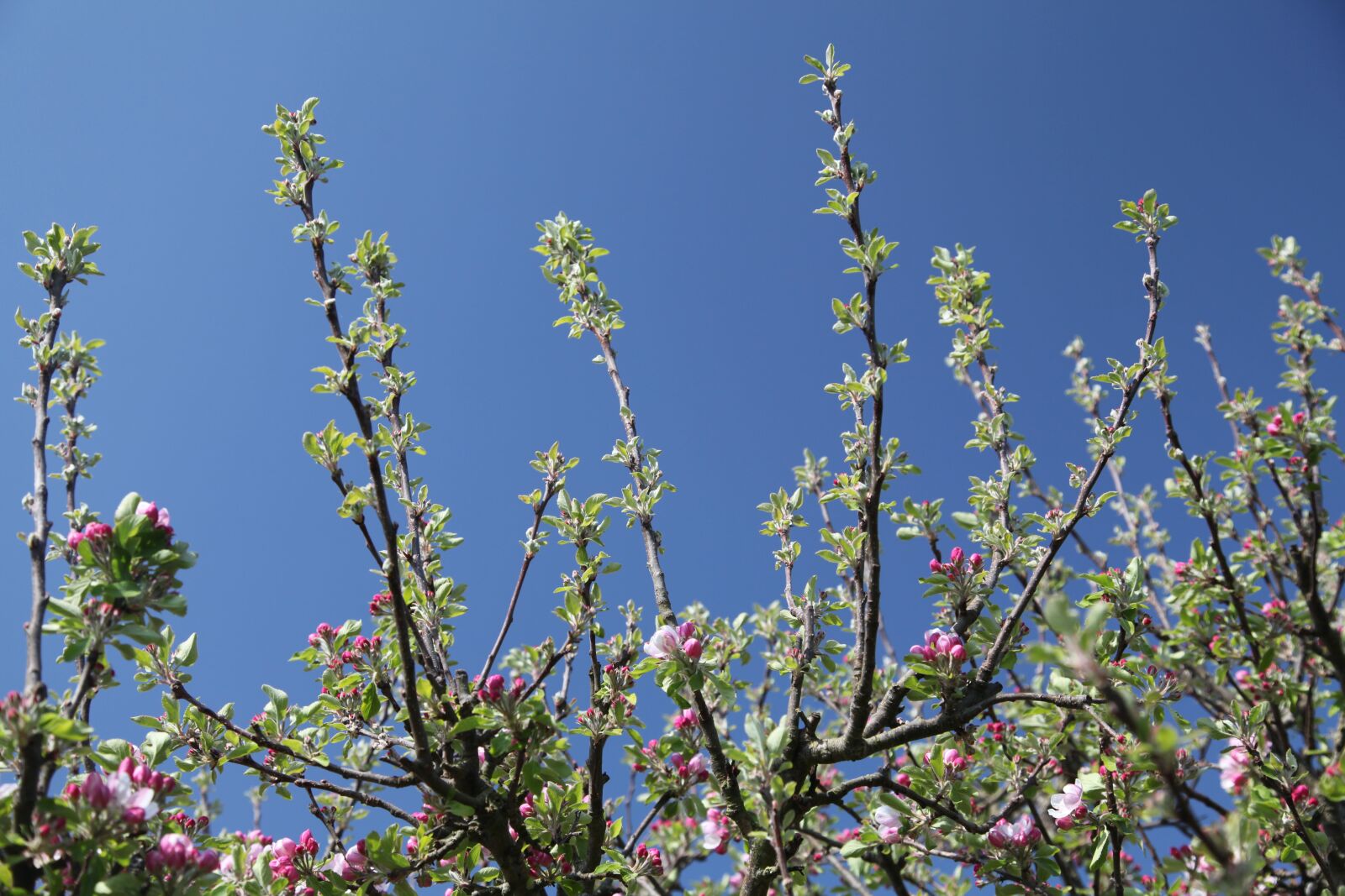 Canon EOS 5D Mark II sample photo. Apple tree, tree, branches photography