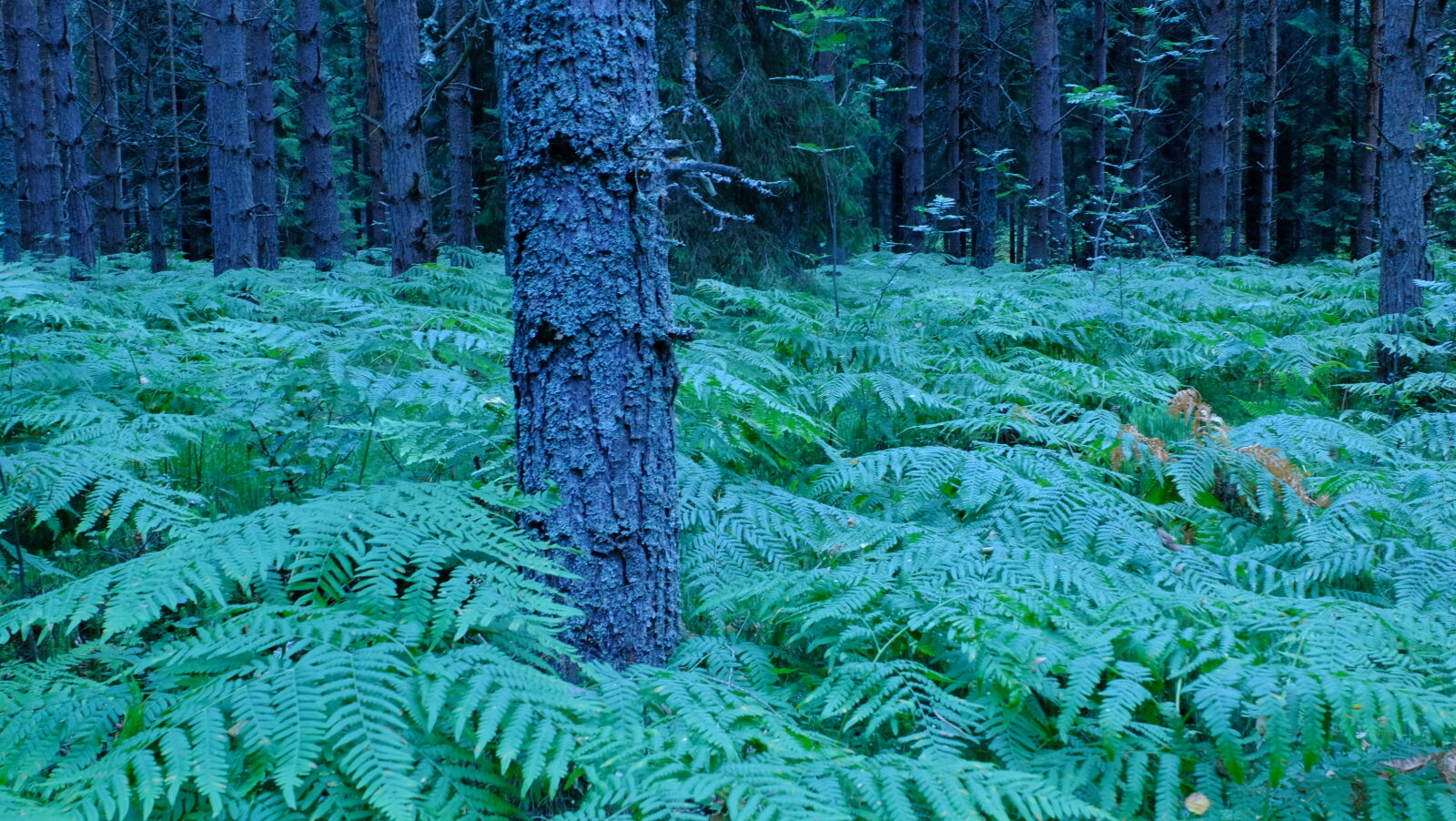 Fujifilm X-M1 sample photo. Blue, forest, trees photography