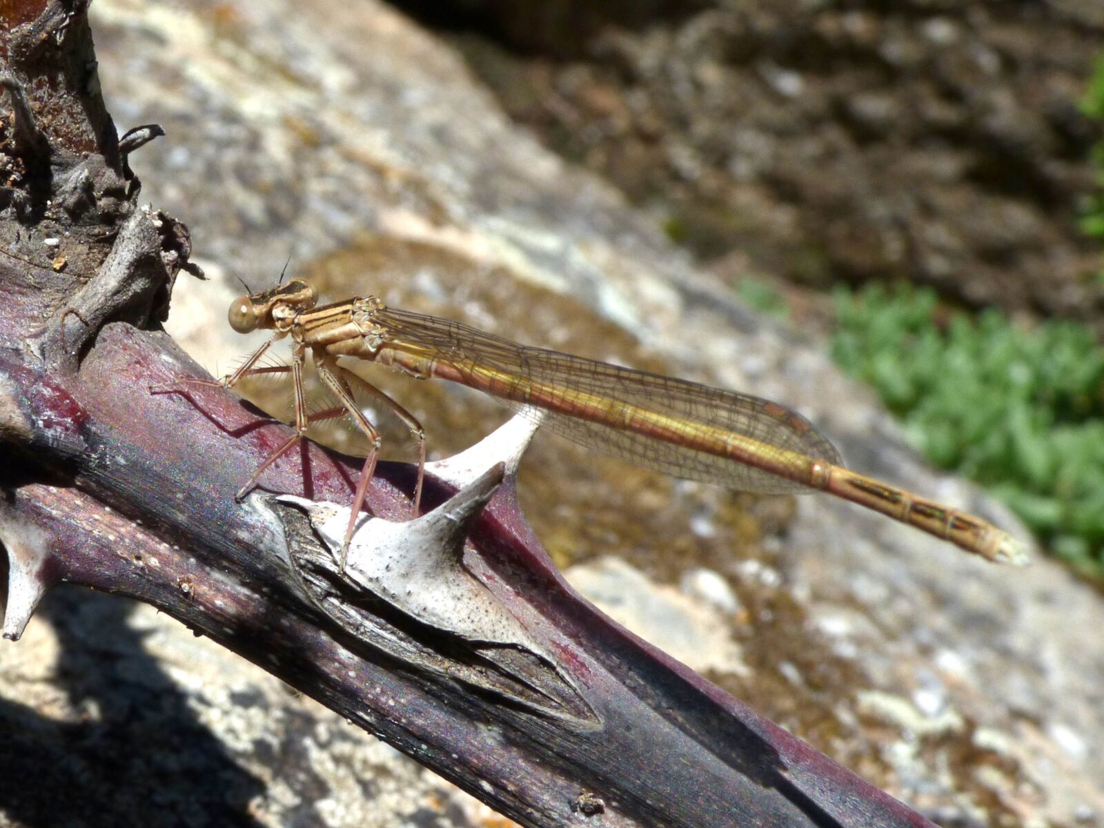 Panasonic Lumix DMC-FZ70 sample photo. Dragonfly, winged insect, branch photography