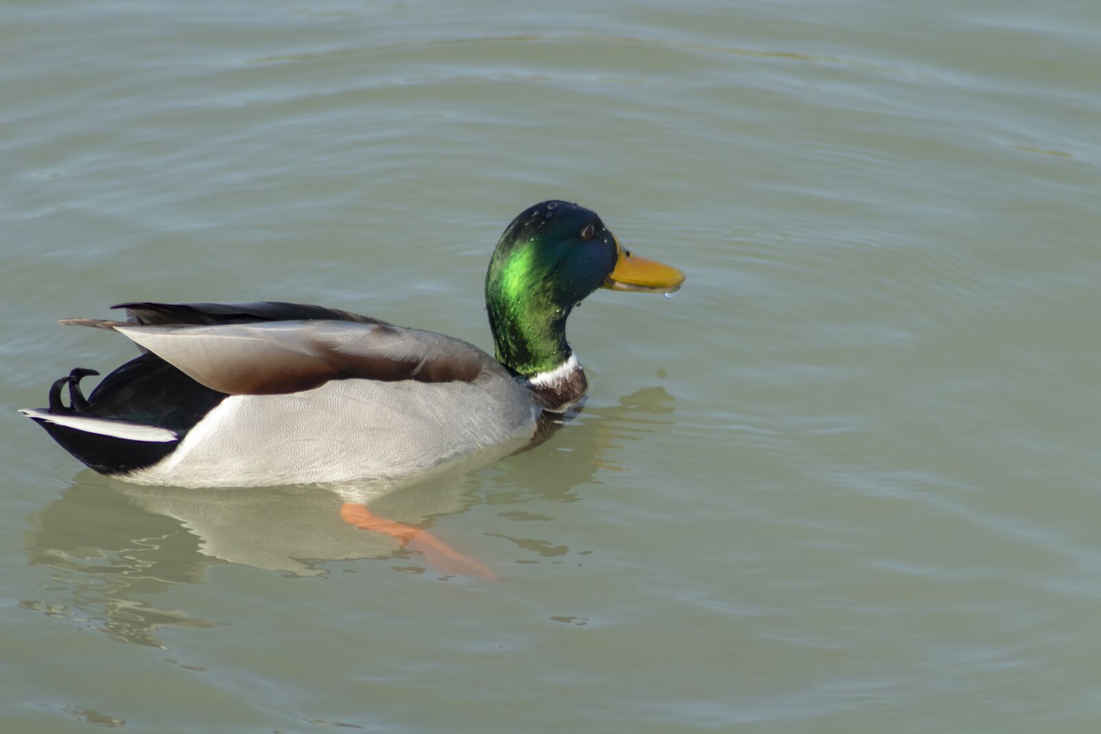 Canon EF75-300mm f/4-5.6 sample photo. Duck, wild ducks, teal photography