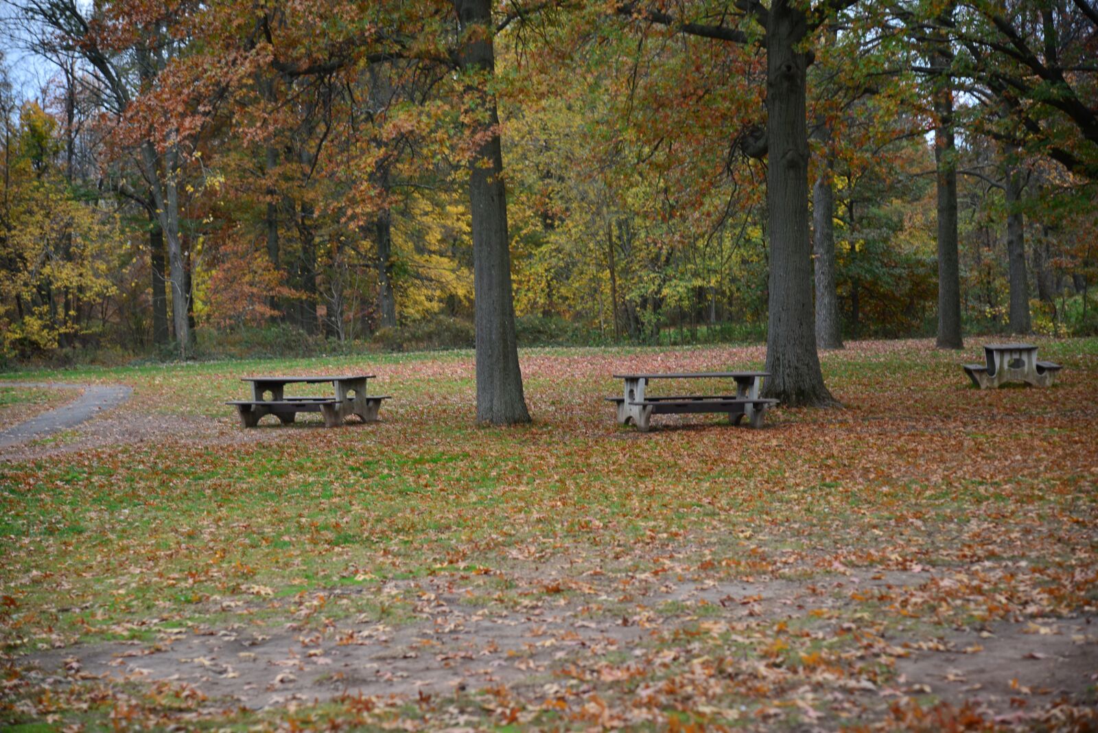Nikon D600 sample photo. Park, trees, fall photography