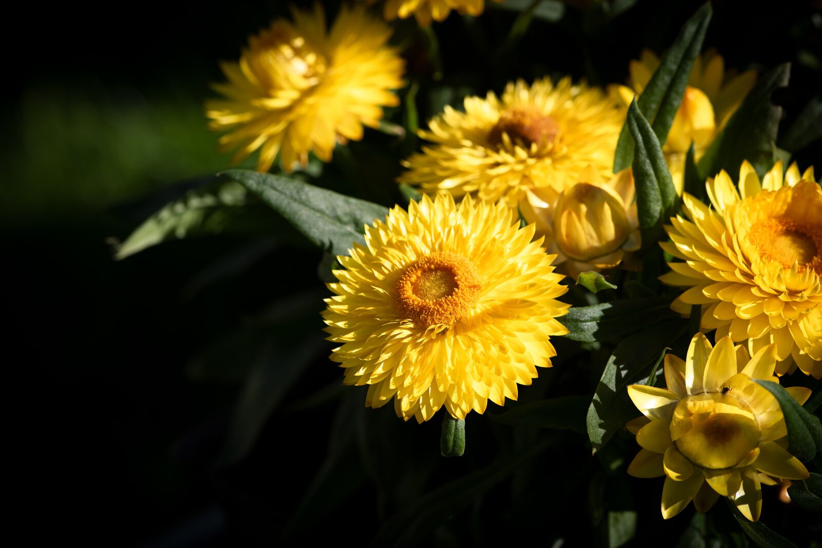 Nikon D750 sample photo. Straw flowers, yellow, flowers photography
