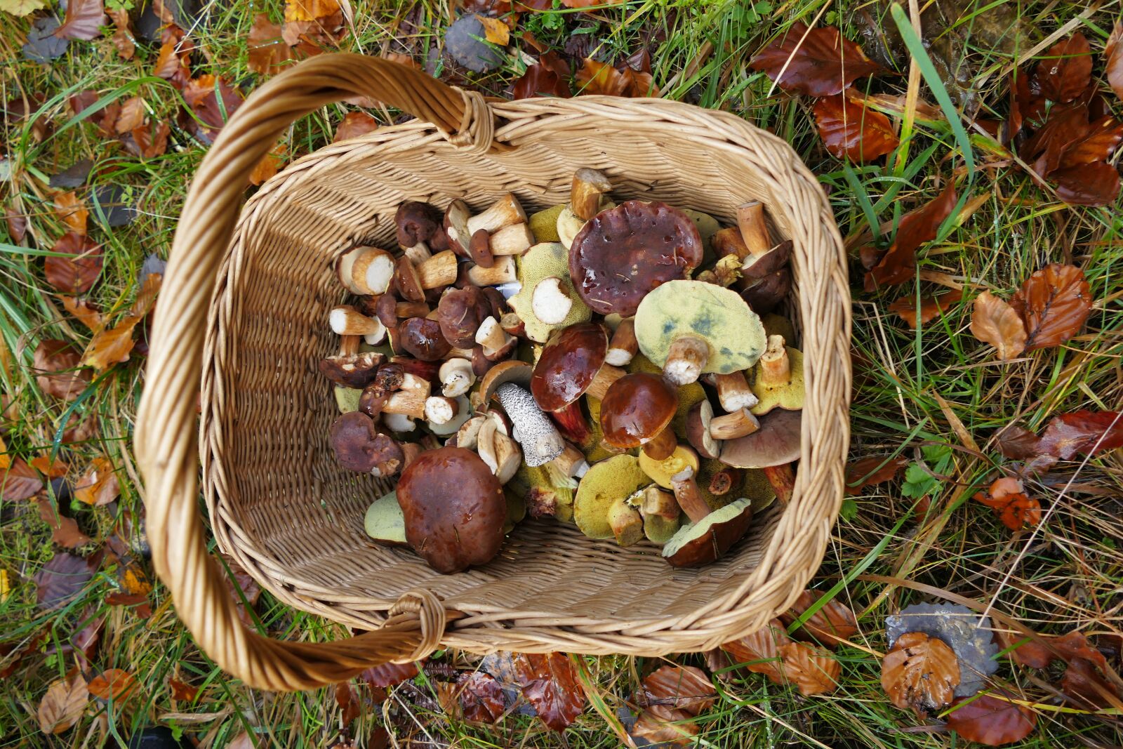 Panasonic Lumix DMC-FZ1000 sample photo. Mushroom, forest, nature photography
