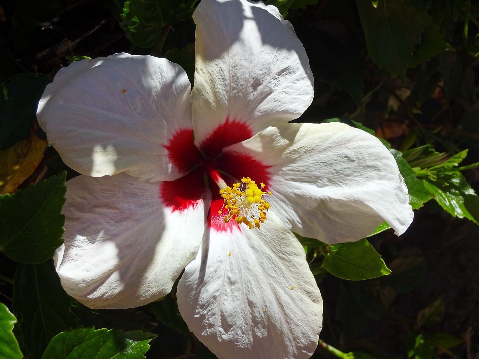 Sony Cyber-shot DSC-WX220 sample photo. Flower, white, throat red photography