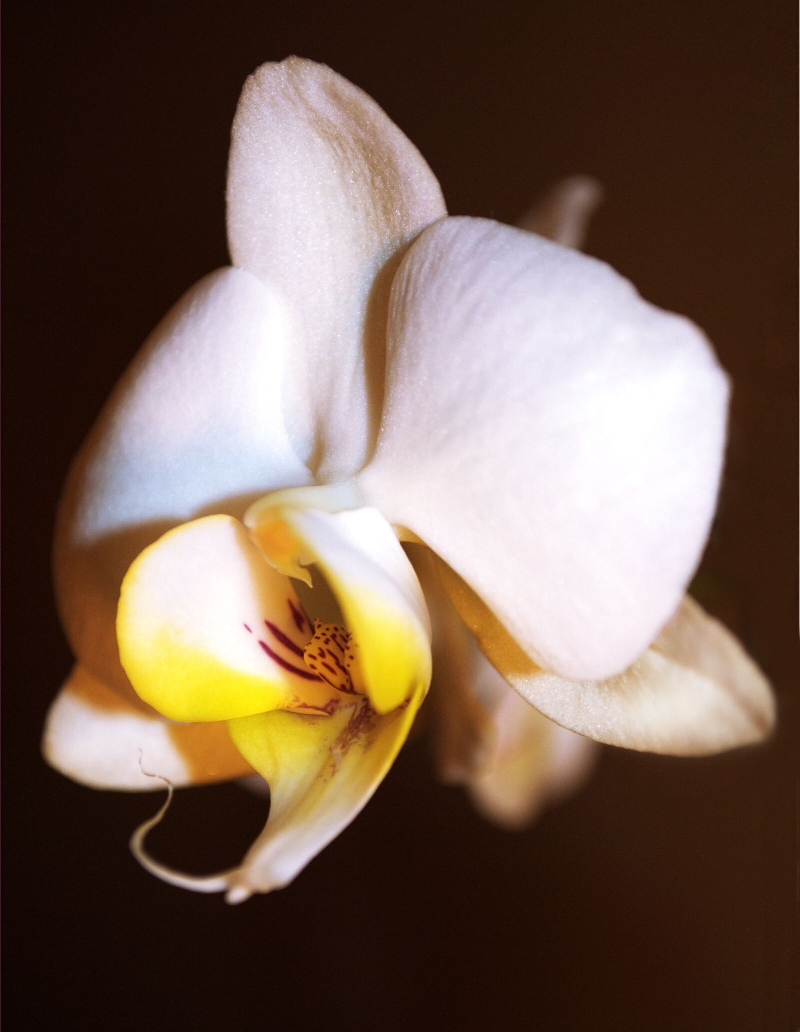 Nikon D3000 sample photo. Orchid, flower, beautiful flower photography