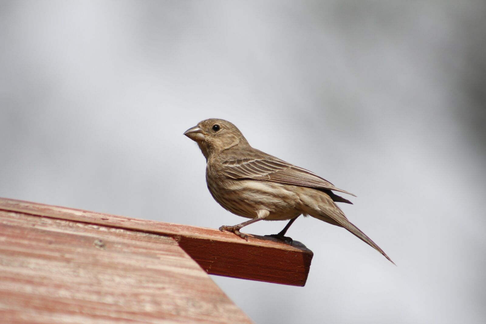 Canon EOS 550D (EOS Rebel T2i / EOS Kiss X4) sample photo. Bird, nature, outdoors photography