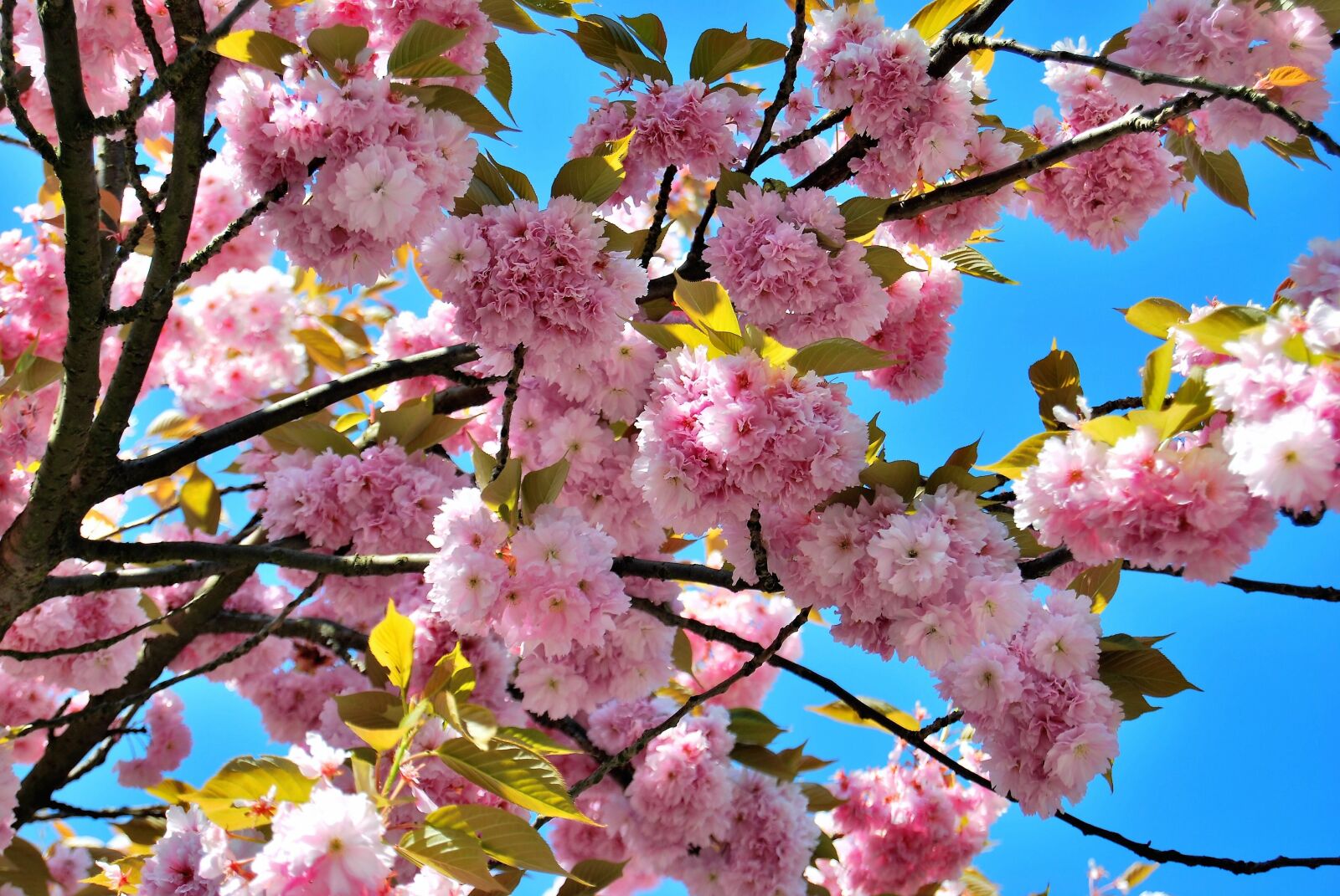 Nikon D60 sample photo. Cherry blossoms, spring, pink photography