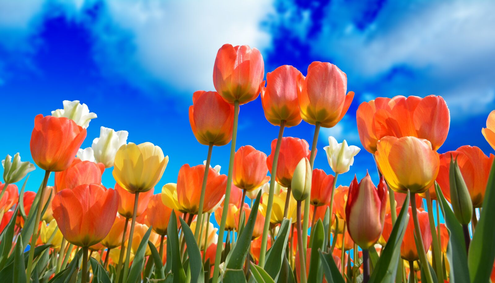 Nikon D7100 sample photo. Tulips, red, macro photography
