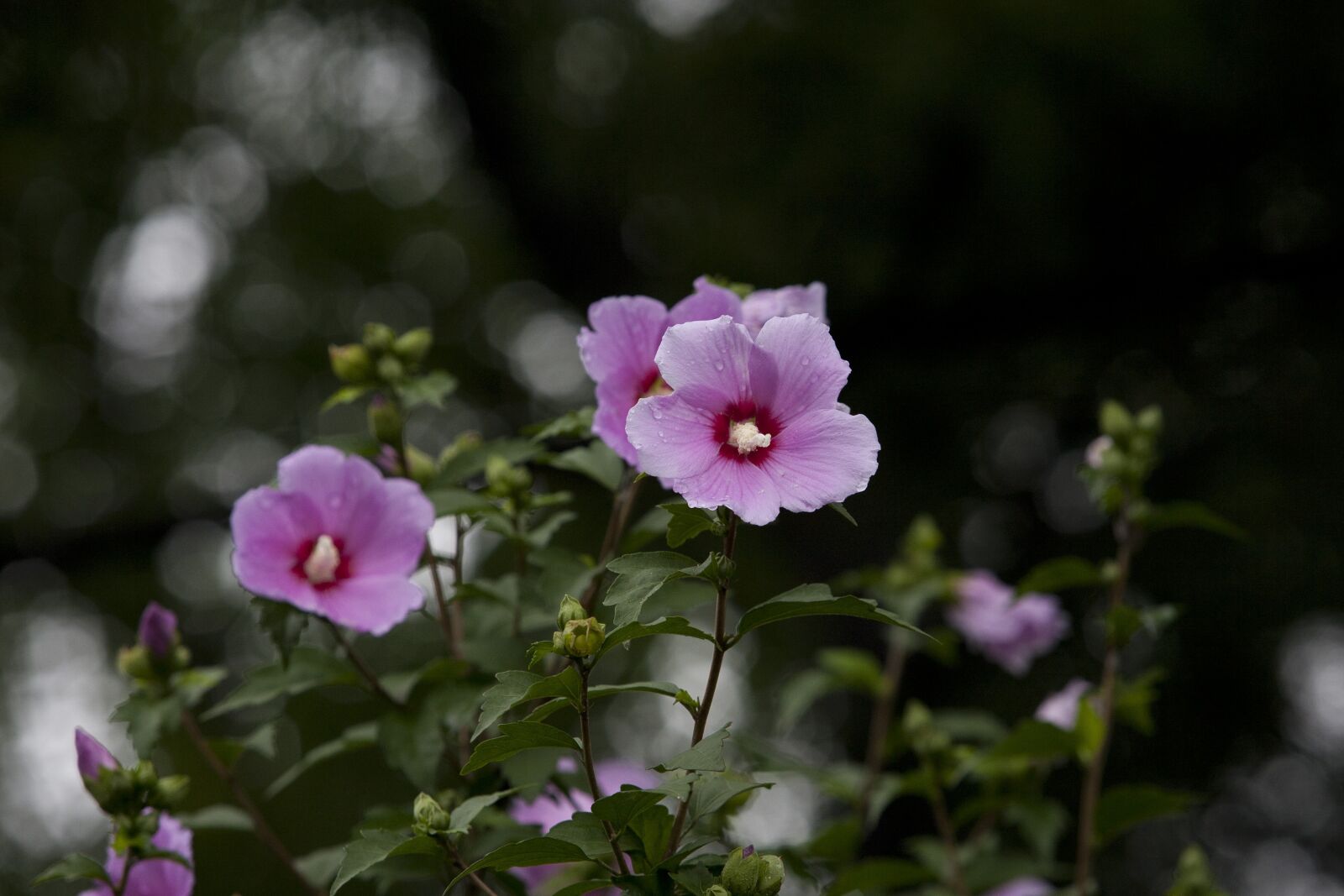 Canon EOS 5D sample photo. Nature, plants, park photography