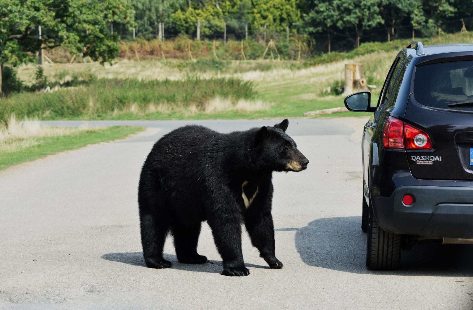 Nikon D3400 sample photo. Bear, beautiful, animal photography