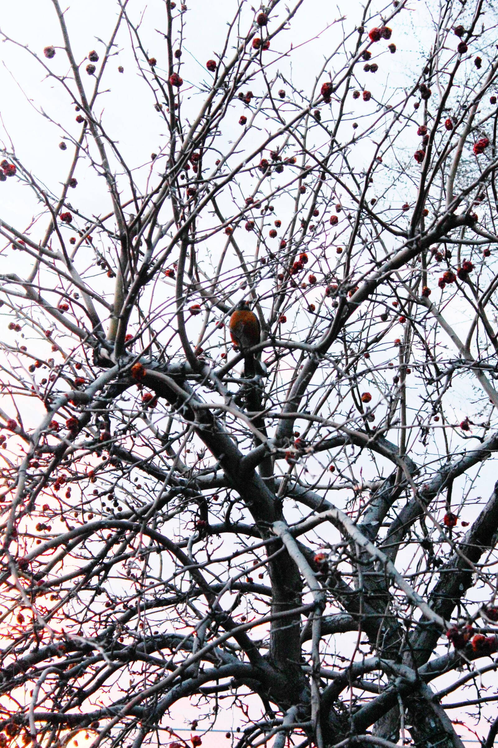 Canon EOS 600D (Rebel EOS T3i / EOS Kiss X5) sample photo. Berries, robin, tree photography