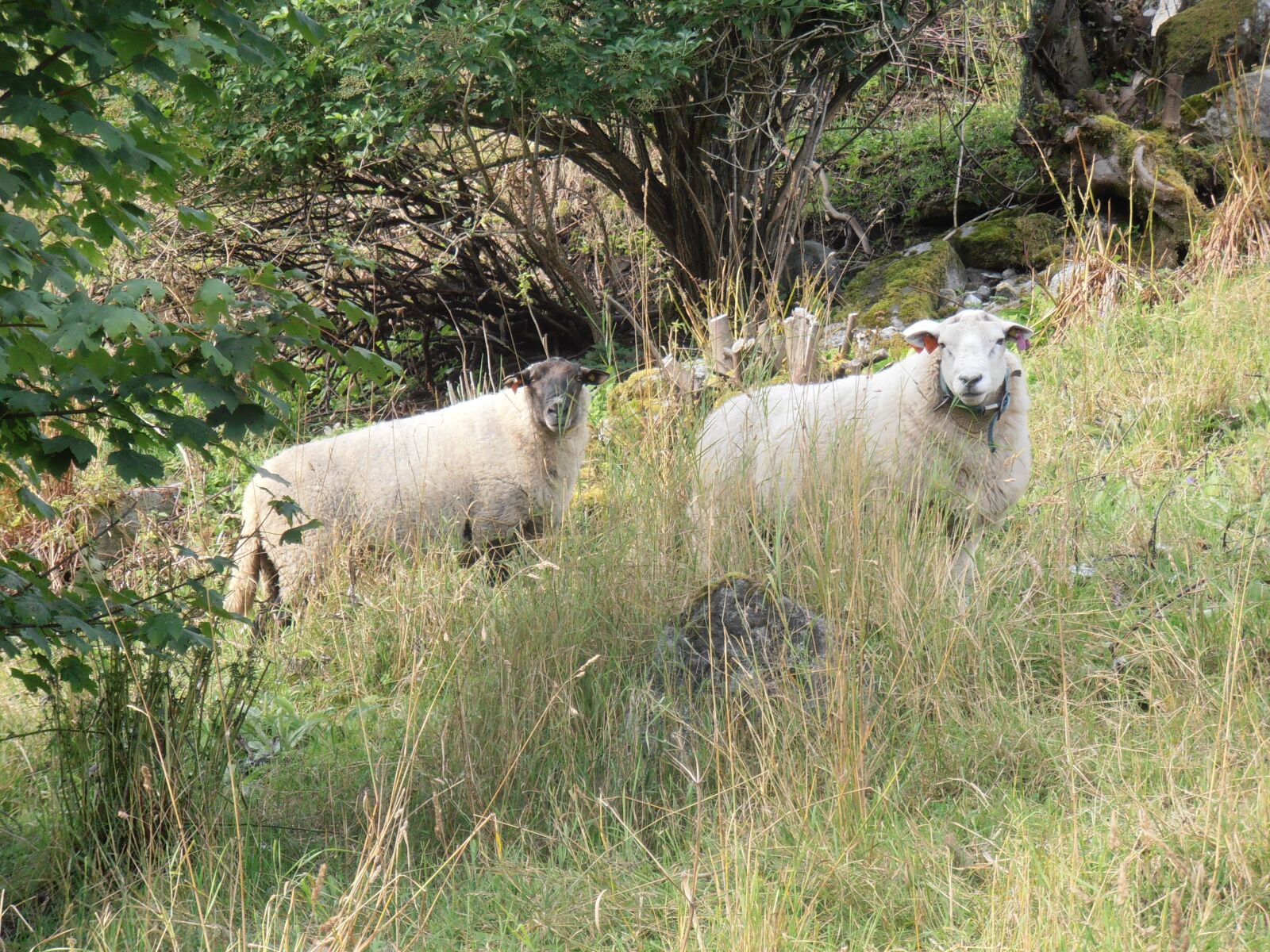 Olympus VR310,D720 sample photo. Sheep, field, pasture photography