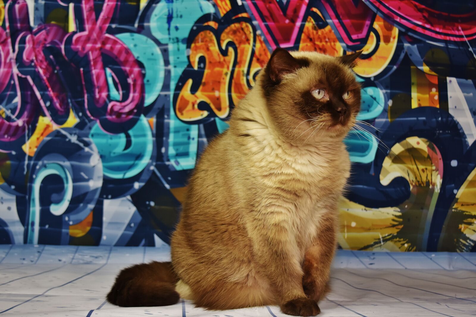 Nikon D7200 sample photo. British shorthair, cat, brown photography