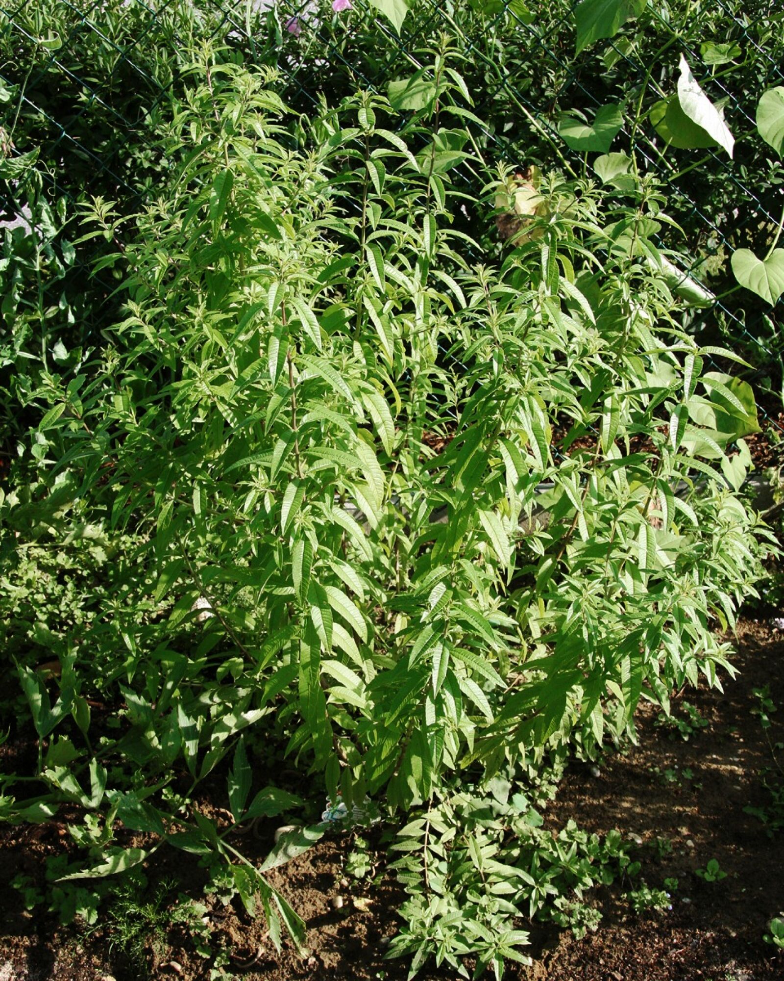 Canon EOS 40D sample photo. Lemon verbena, plant, herbs photography