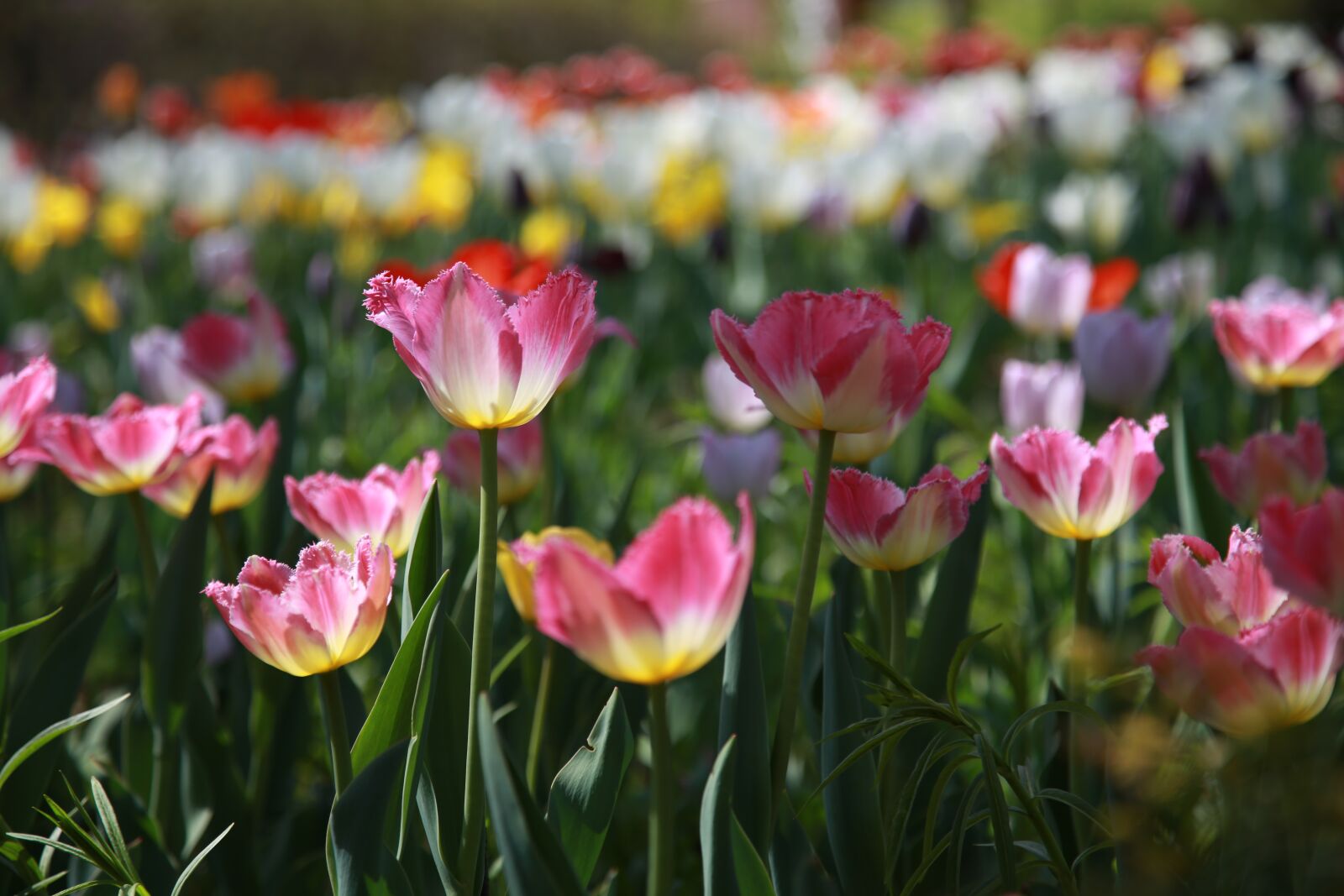 Canon EOS 6D + Canon EF 24-105mm F4L IS USM sample photo. Tulip, garden, nature photography