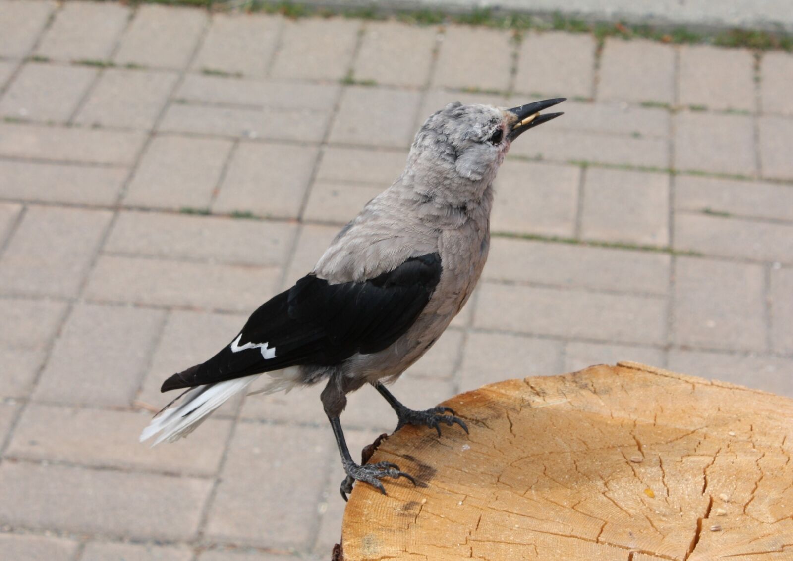 Canon EOS 450D (EOS Rebel XSi / EOS Kiss X2) sample photo. Bird, nature, clarks nutcracker photography