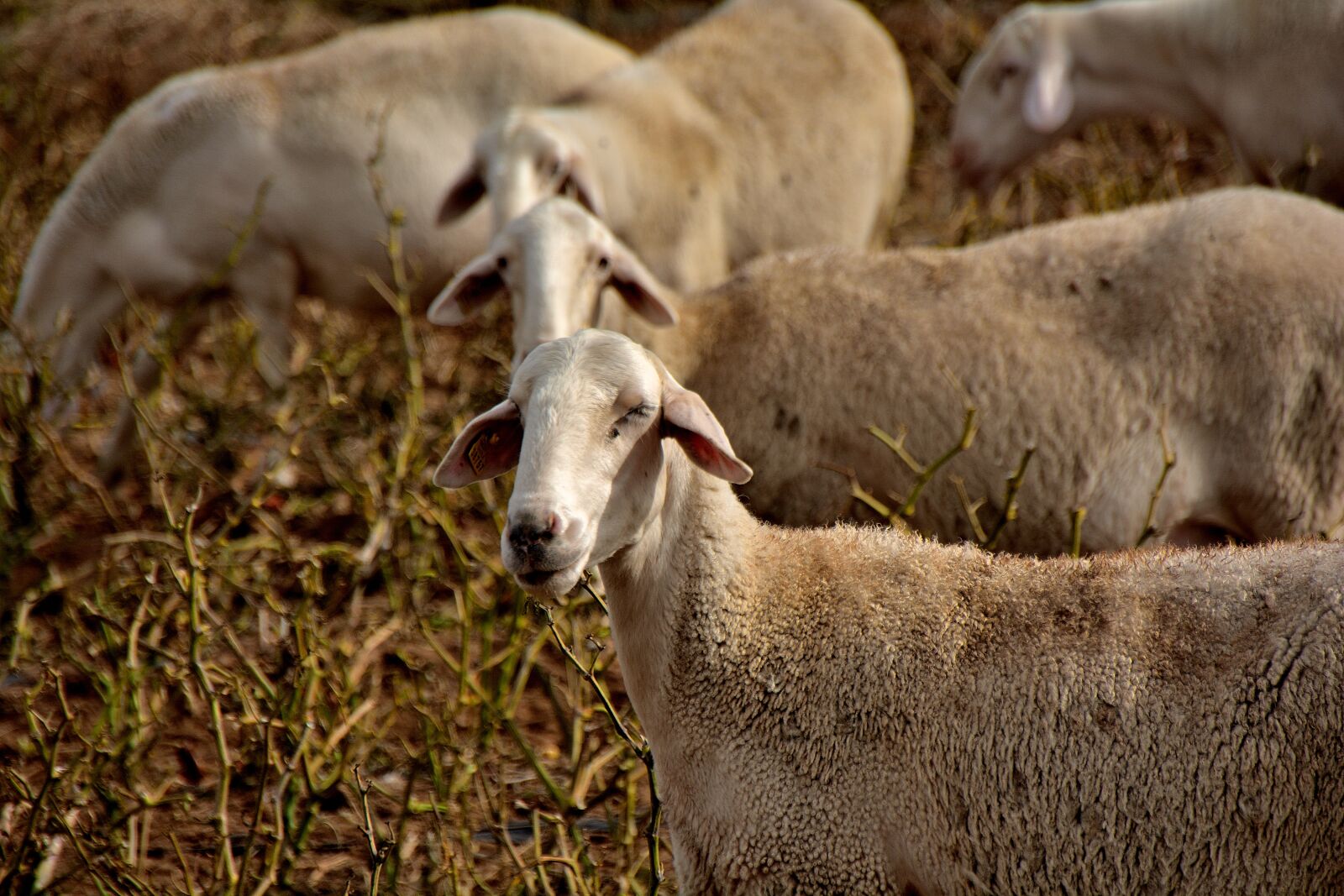 Nikon D7100 sample photo. Flock, sheep, animal husbandry photography