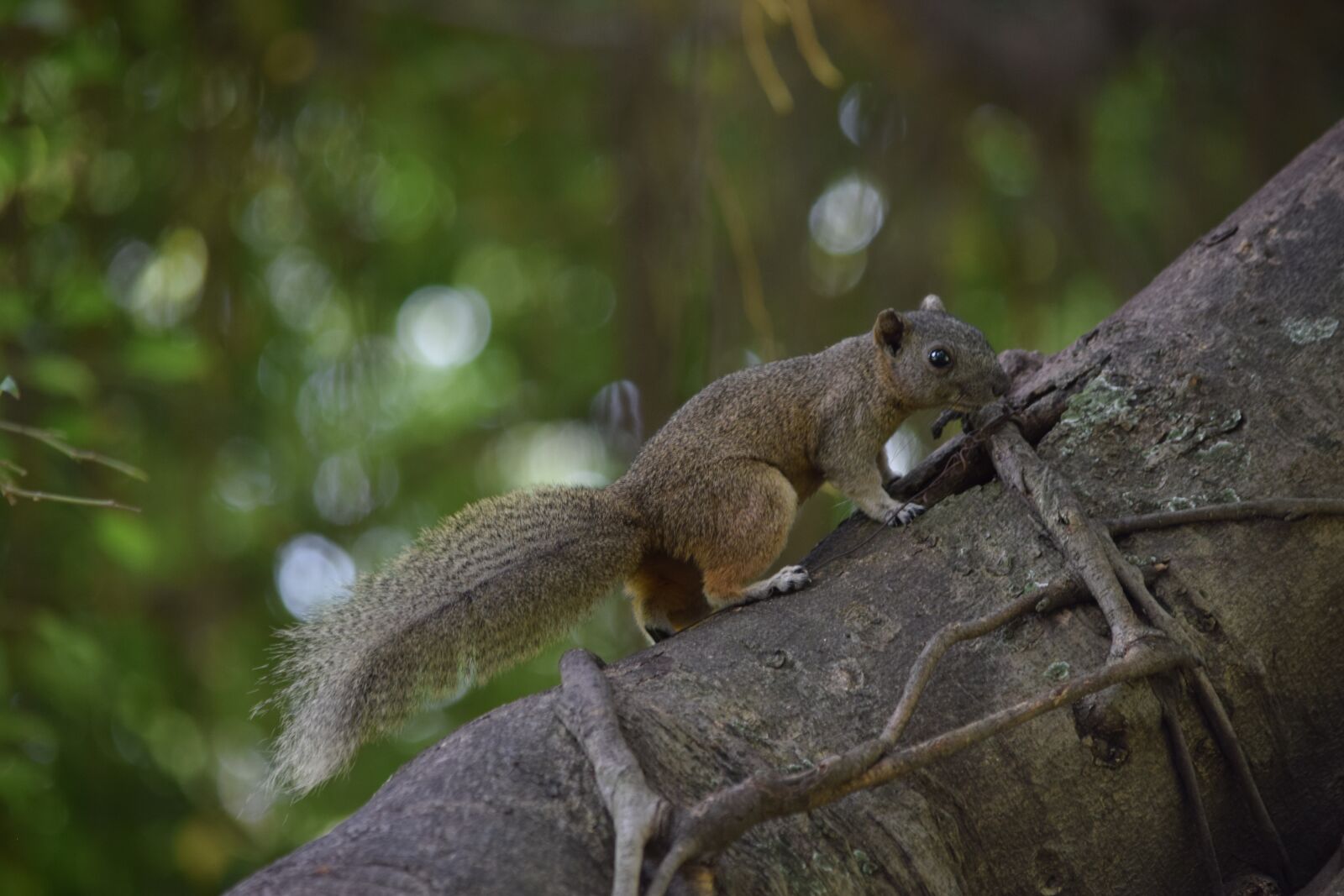 Nikon D3300 sample photo. Squirrel brown, animal, the photography