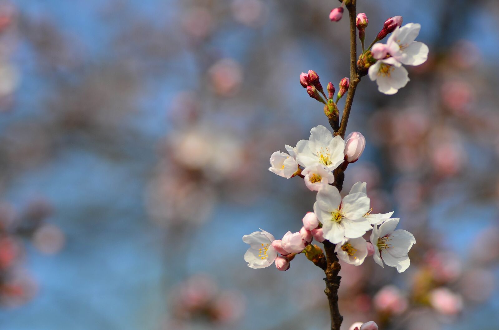 Nikon D7000 sample photo. Flowers, spring, plants photography