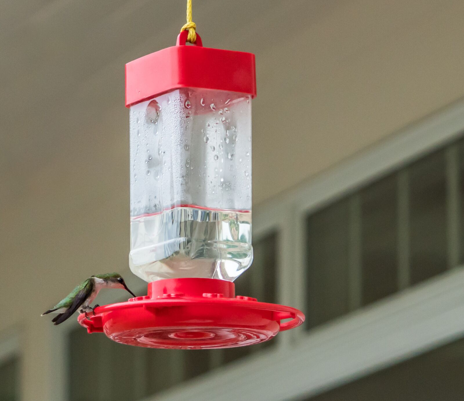 Sony a7R II + Sony FE 24-240mm F3.5-6.3 OSS sample photo. Hummingbird, sitting, feeding photography