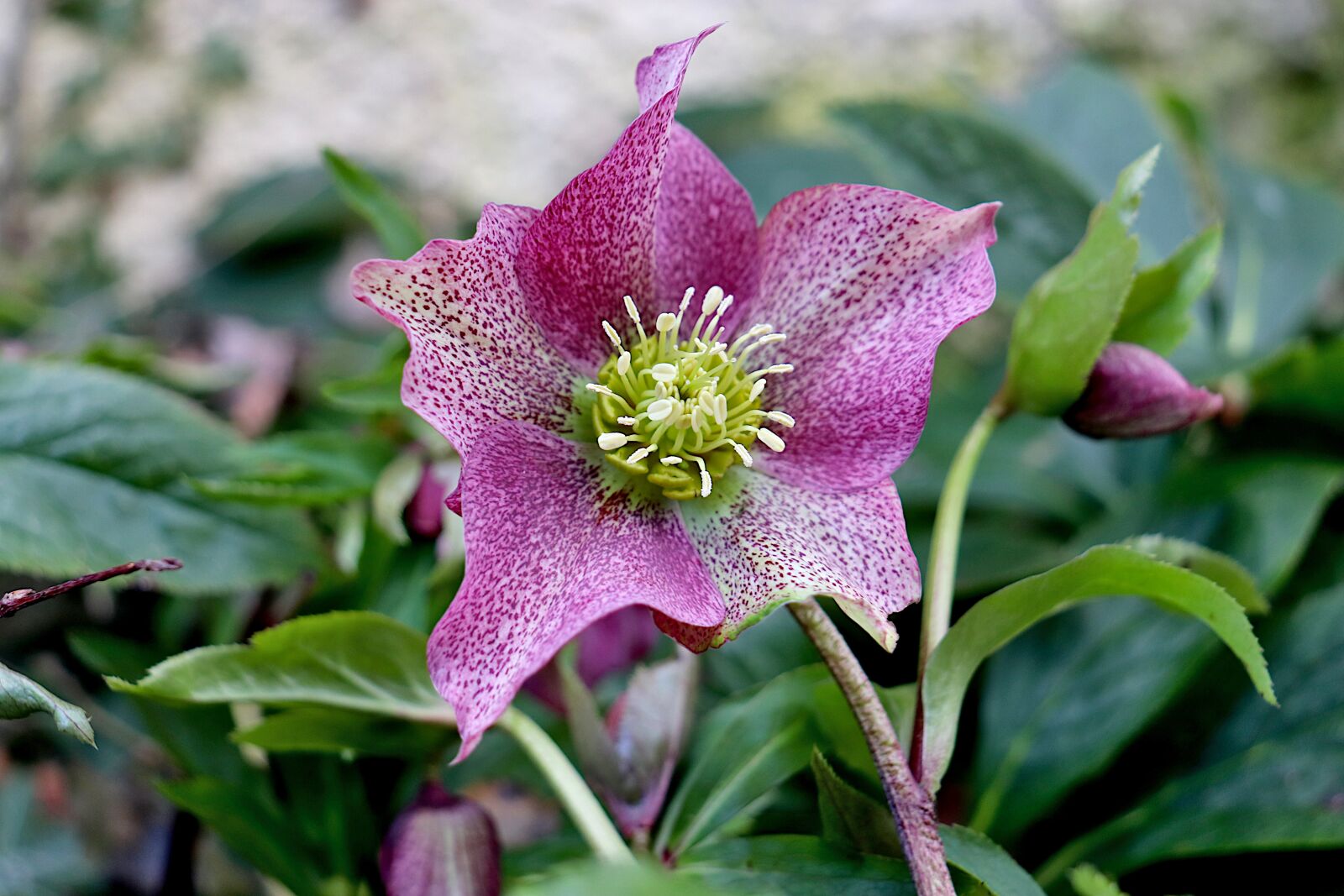 Canon EOS 800D (EOS Rebel T7i / EOS Kiss X9i) sample photo. Hellebore, pink christmas, ranunculaceae photography