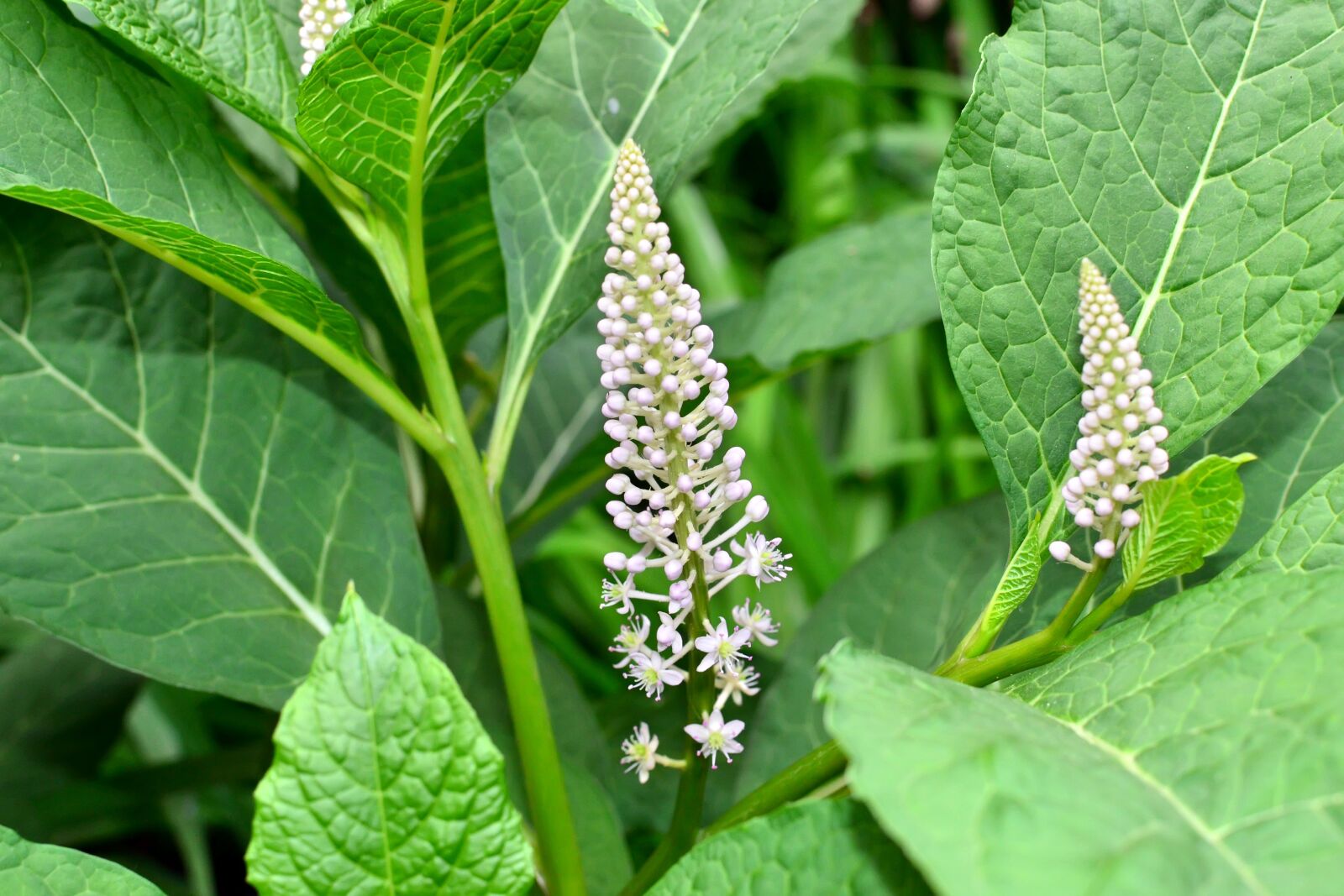 Nikon D3100 sample photo. Flower, leaves, meadow photography