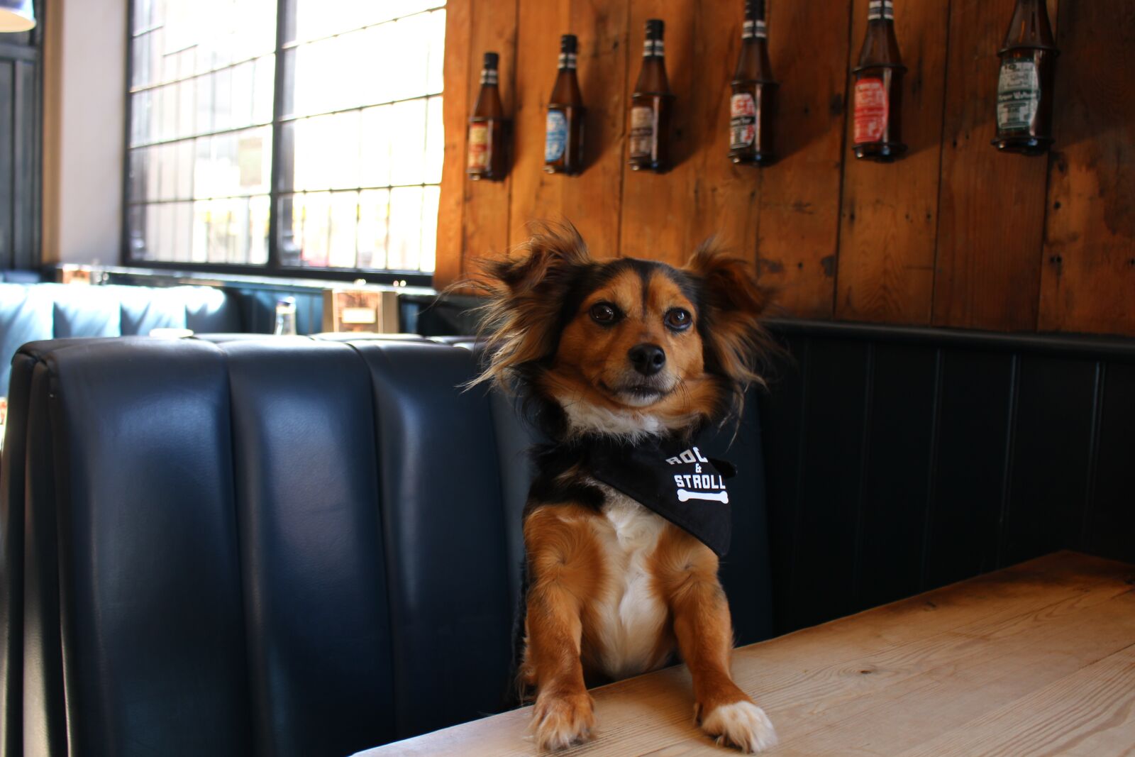 Canon EOS 700D (EOS Rebel T5i / EOS Kiss X7i) sample photo. Bar, dog, pet photography