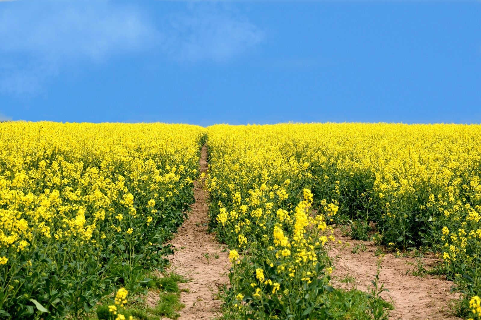 Nikon D3300 sample photo. Oilseed rape, yellow, blossom photography