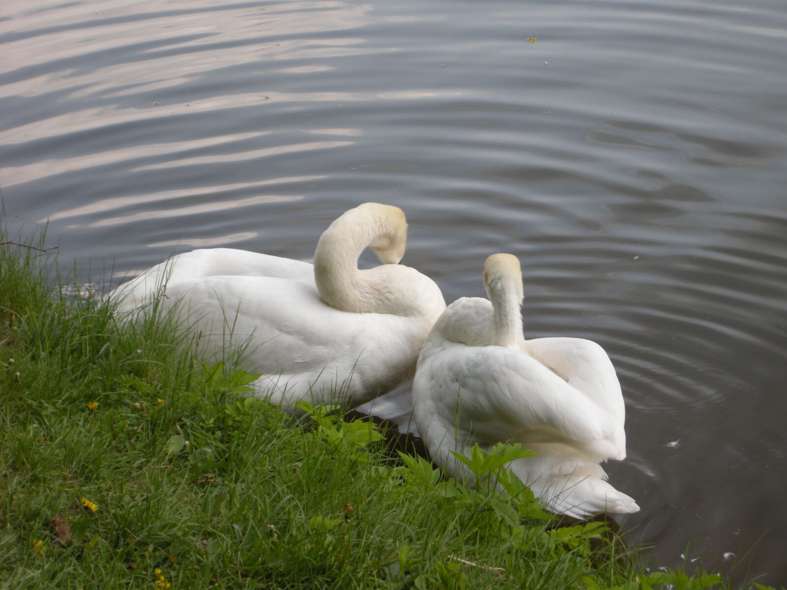 Nikon COOLPIX P5100 sample photo. Swans, white bird, lake photography