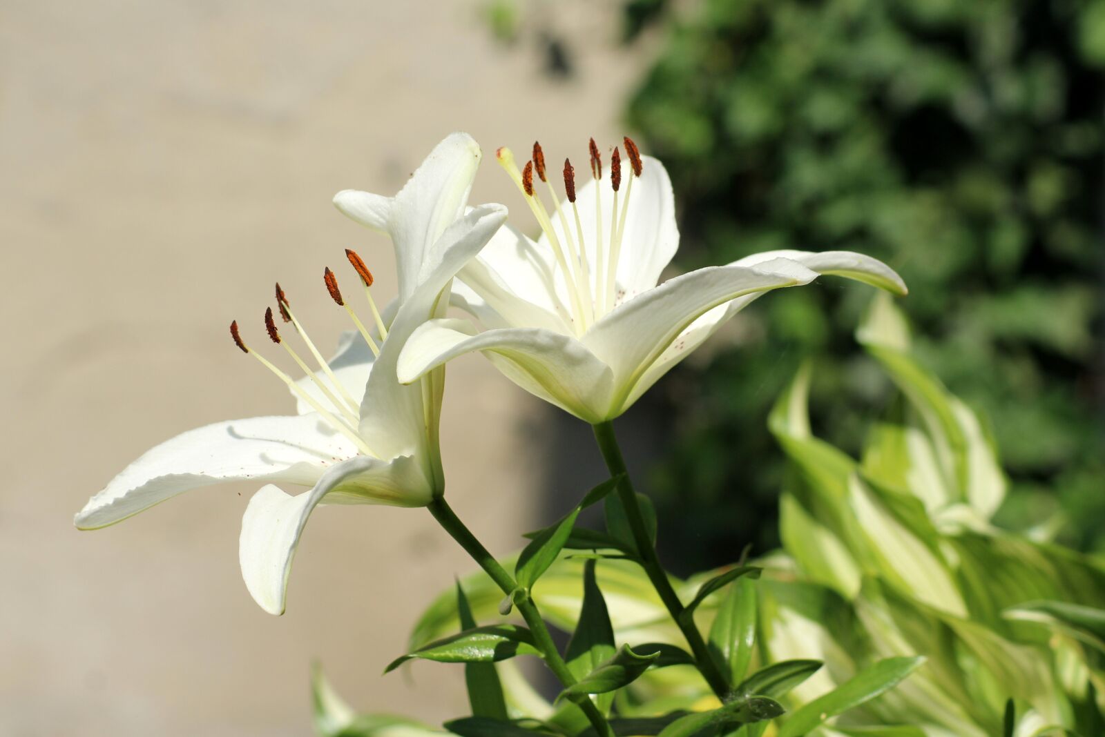Canon EOS 1200D (EOS Rebel T5 / EOS Kiss X70 / EOS Hi) sample photo. Lilies, lily, white flowers photography