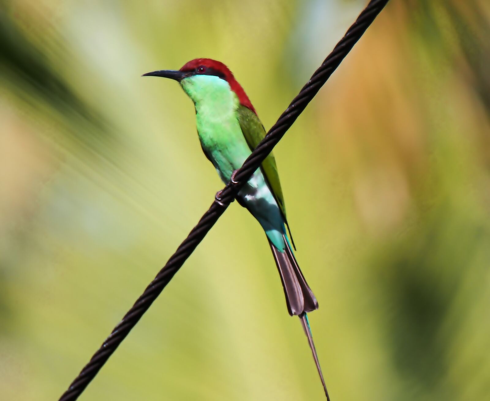 Olympus OM-D E-M1 sample photo. Bee eater on power photography