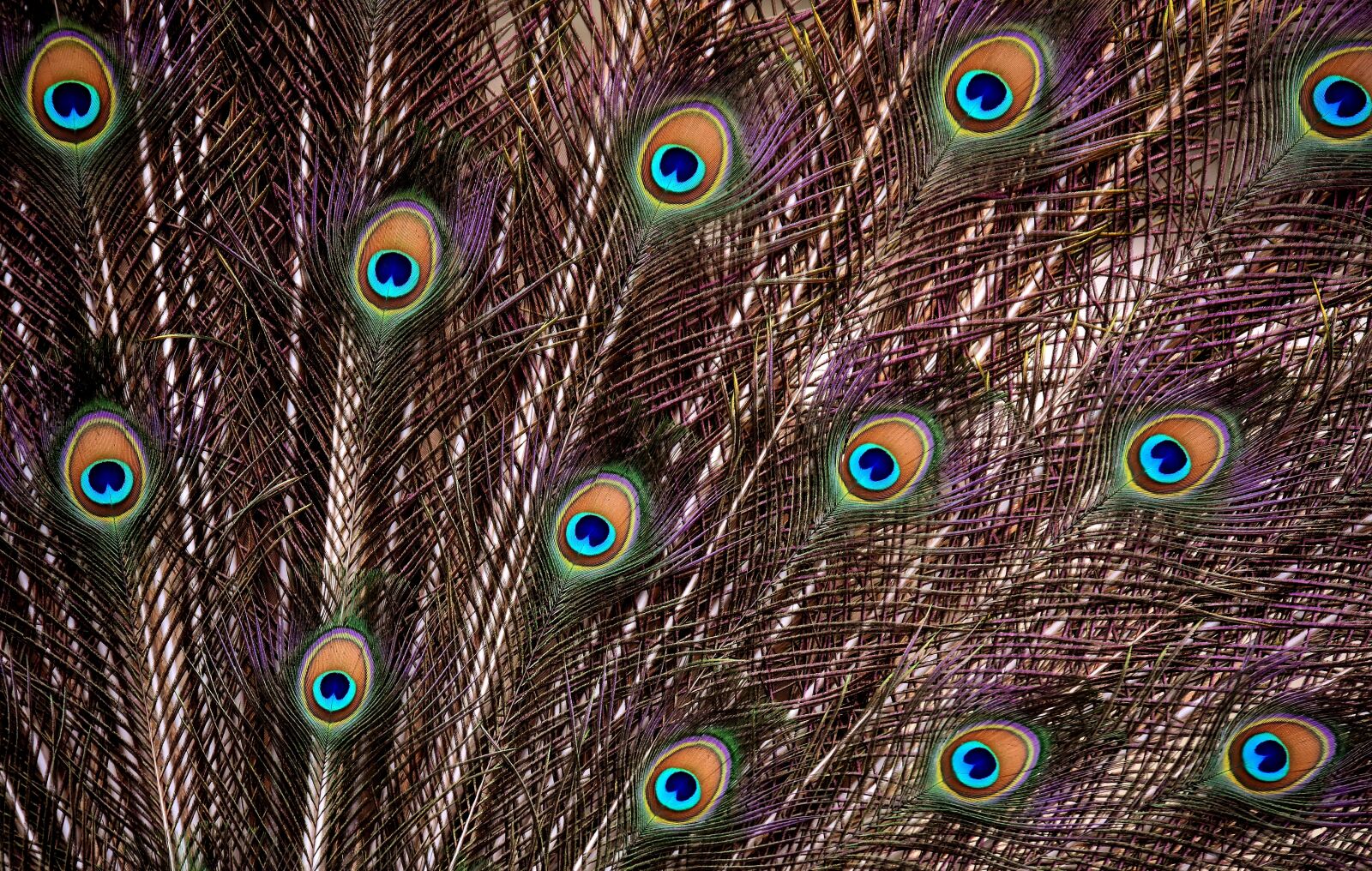 Nikon D7200 sample photo. Peacock feathers, wheel, plumage photography