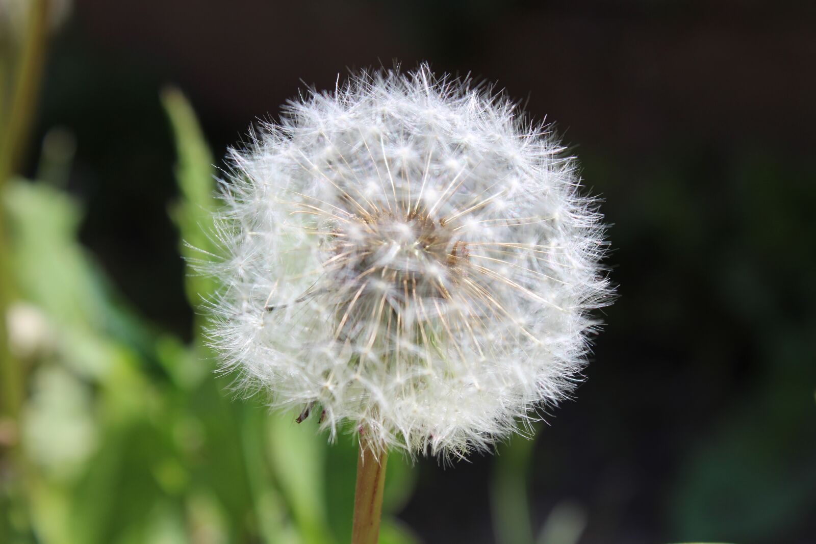 Canon EOS 1200D (EOS Rebel T5 / EOS Kiss X70 / EOS Hi) sample photo. Dandelion, garden, close up photography