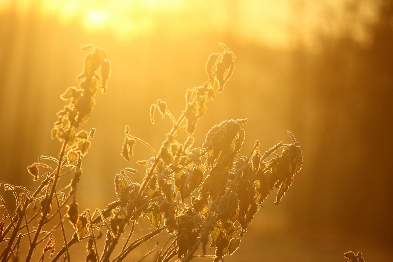 Canon EOS 100D (EOS Rebel SL1 / EOS Kiss X7) sample photo. Morgenstimmung, frost, plant photography