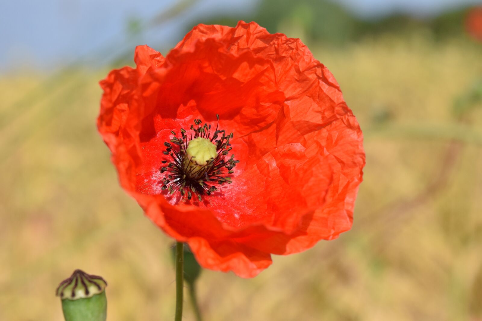 Nikon D3300 sample photo. Poppy, poppy flower, red photography