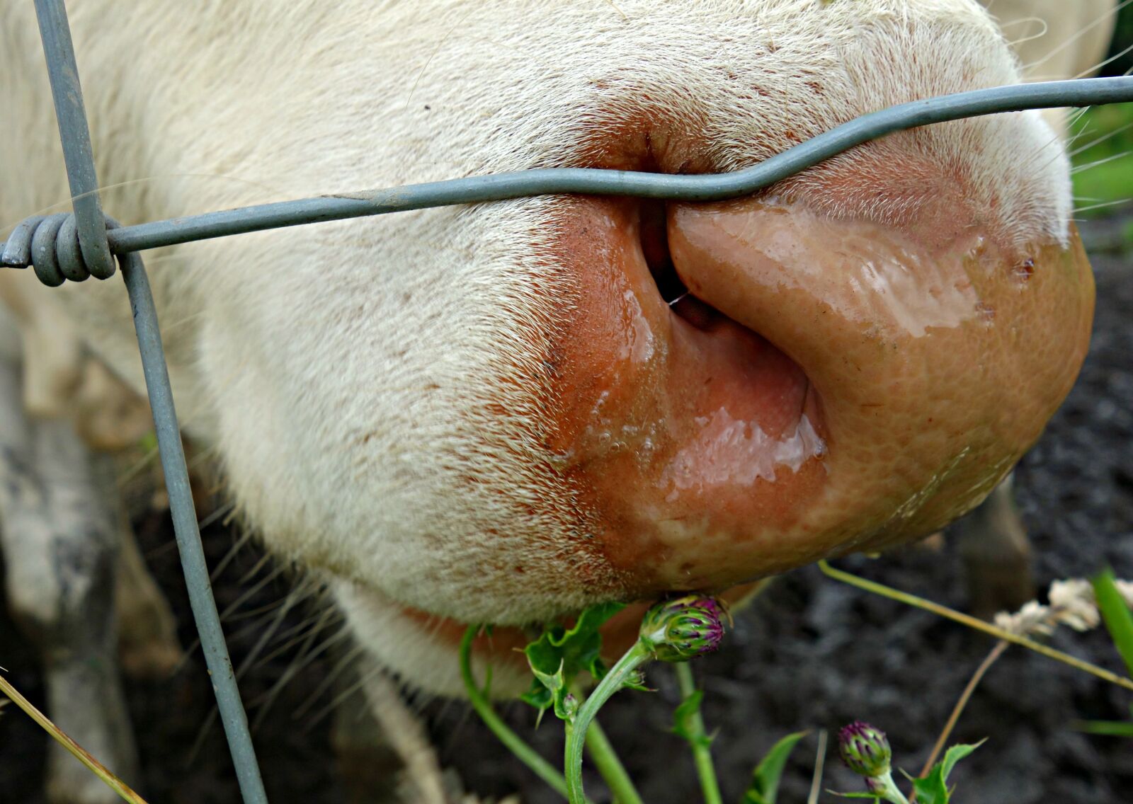 Sony Cyber-shot DSC-RX100 sample photo. Cow, head, nose photography