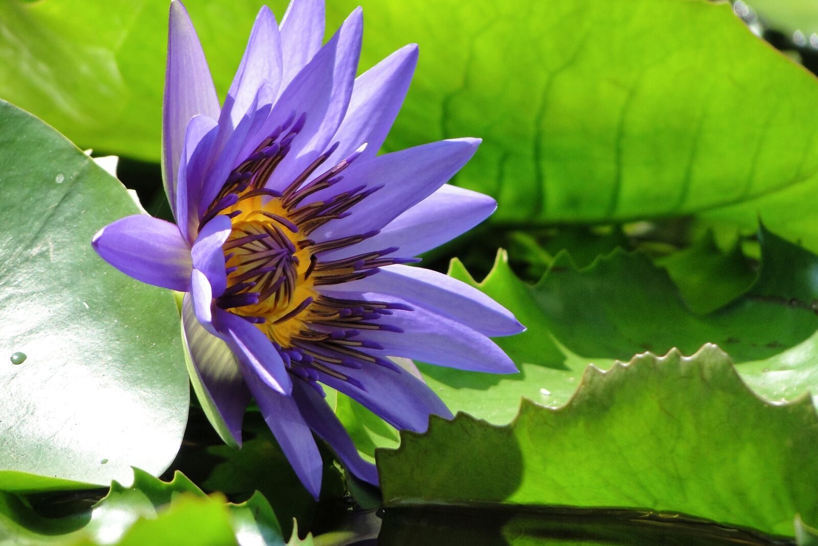 Sony Cyber-shot DSC-HX1 sample photo. Aquatic plants, nymphaea alba photography