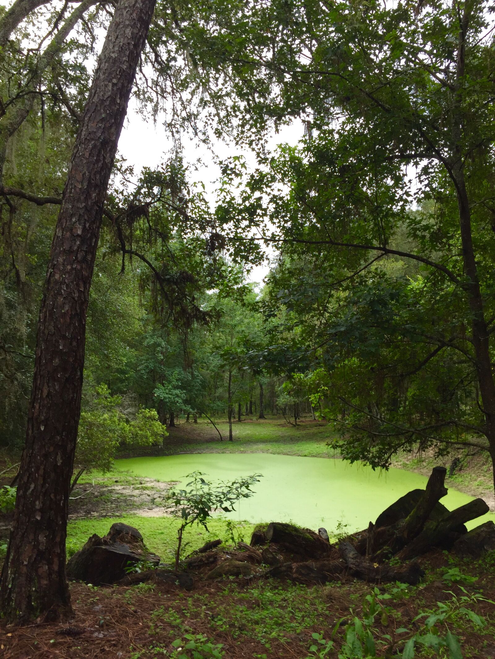 iPhone 6 back camera 4.15mm f/2.2 sample photo. Pond photography