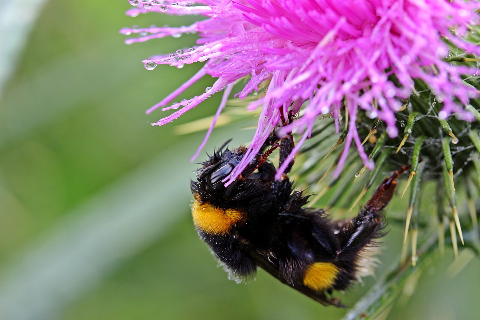 Canon EOS 650D (EOS Rebel T4i / EOS Kiss X6i) sample photo. Hummel, meadow hummel, bombus photography