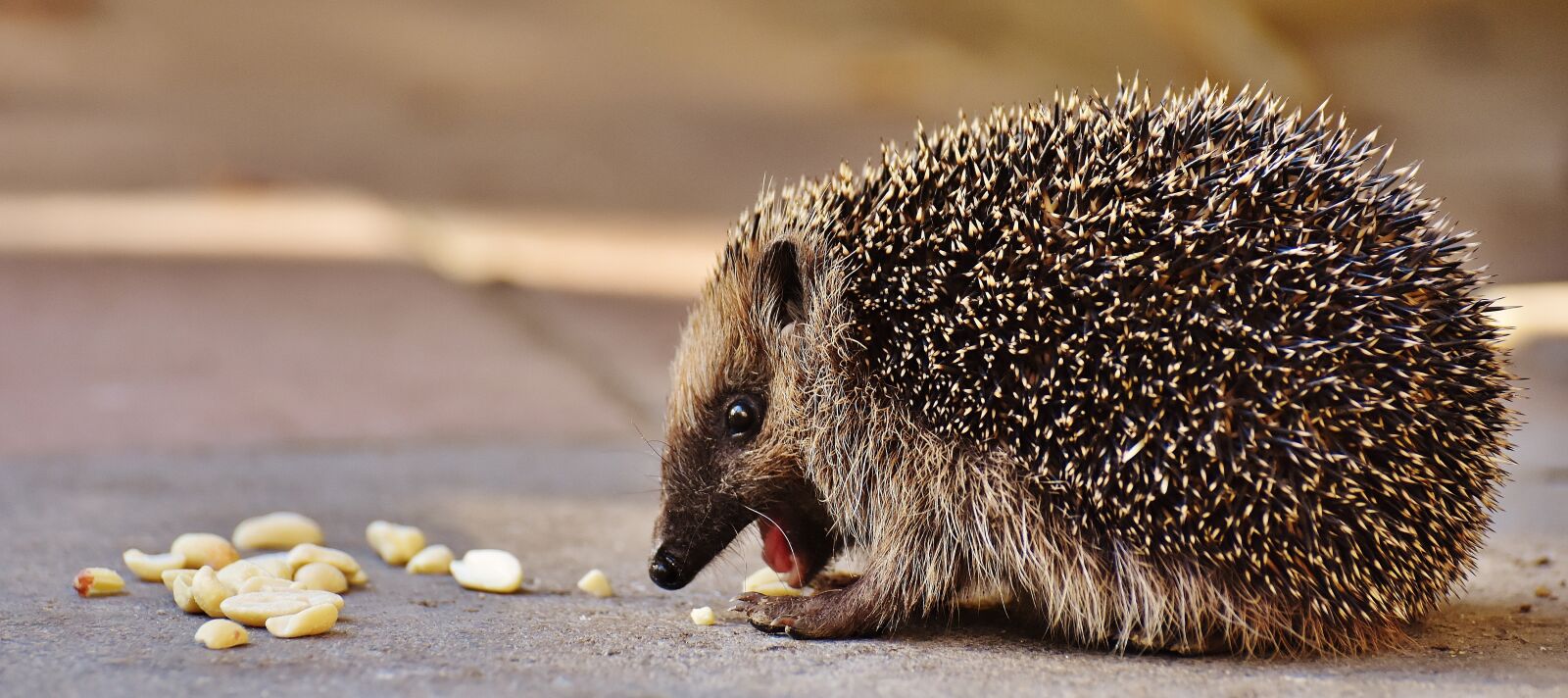 Nikon D7200 sample photo. Hedgehog child, young hedgehog photography