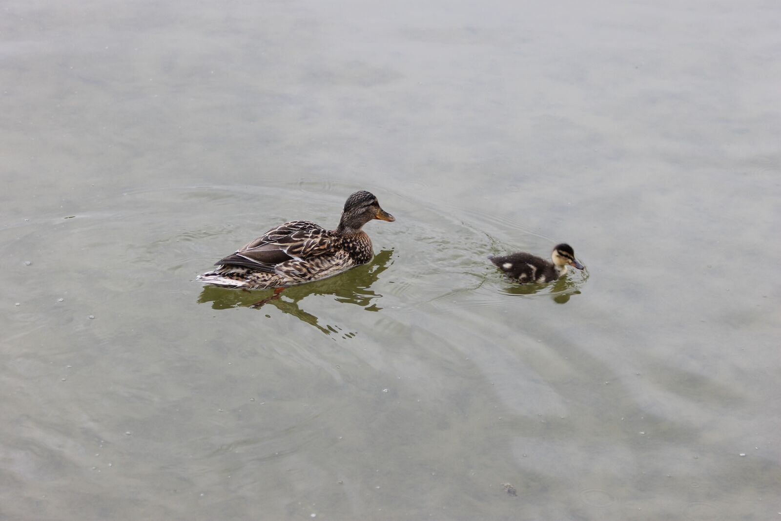 Canon EF 70-300mm F4-5.6 IS USM sample photo. Duck, pen, pond photography