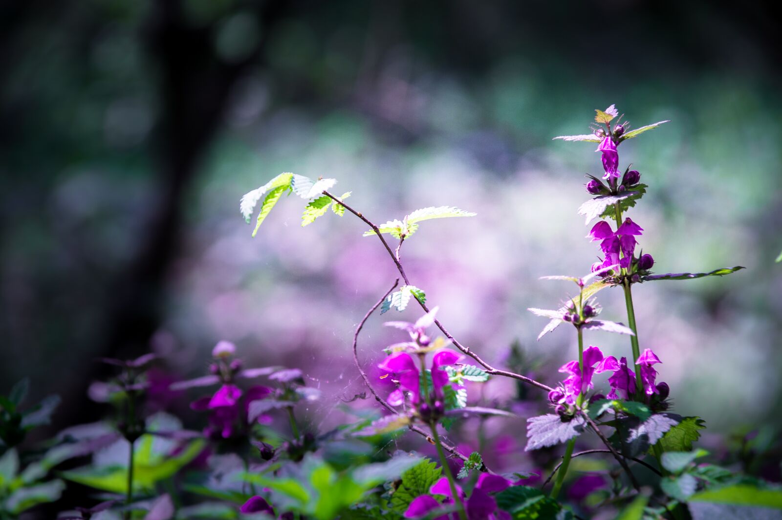 Nikon D3200 sample photo. Flower, garden, nature photography